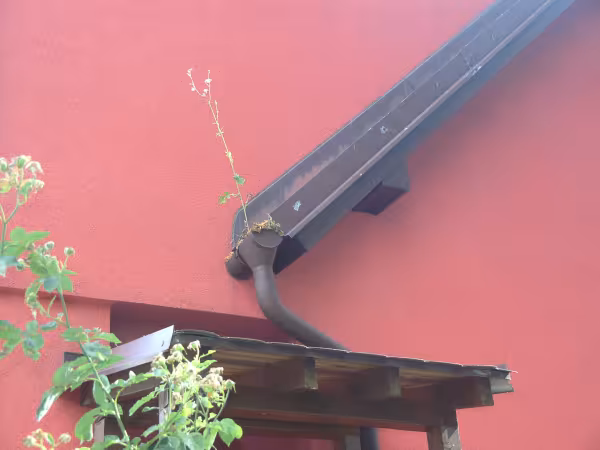 Okapový systém s náletovou vegetací.