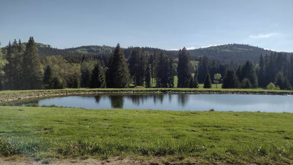 Krajina s lesy a rybníkem